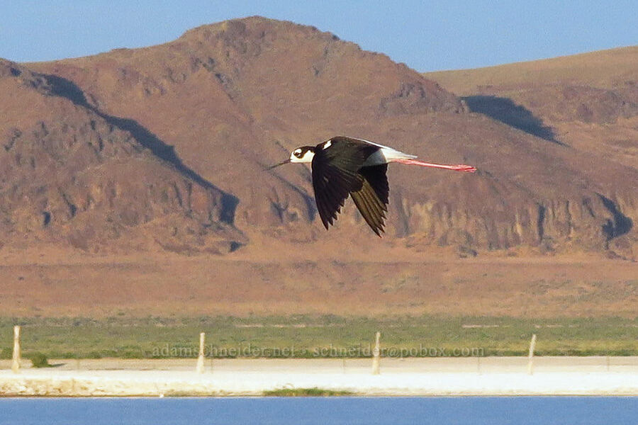 black-necked stilt (Himantopus mexicanus) [Borax Lake Hot Springs, Harney County, Oregon]