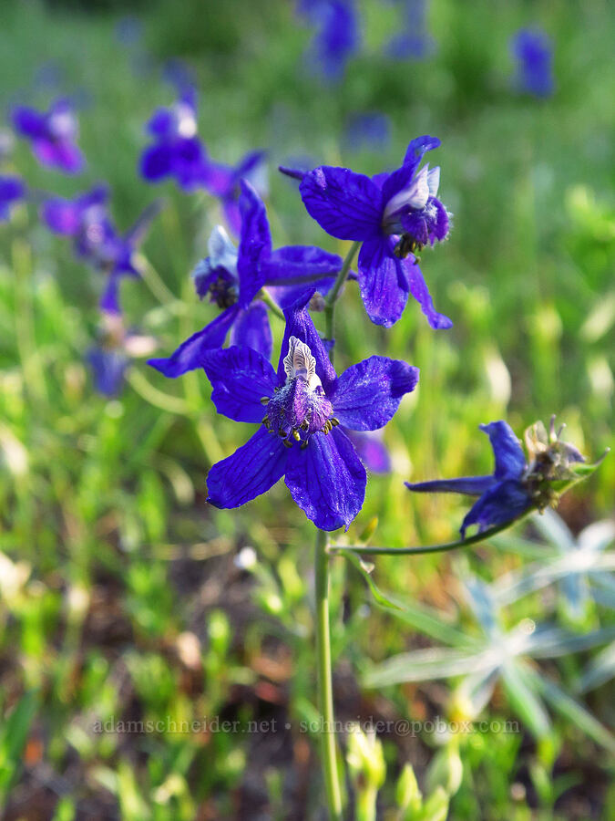 upland larkspur (Delphinium nuttallianum) [Russell Ridge Trail, Okanogan-Wenatchee National Forest, Yakima County, Washington]