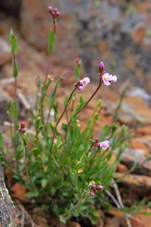 Lyall's rock-cress (Boechera lyallii (Arabis lyallii)) [Ironstone Mountain, William O. Douglas Wilderness, Yakima County, Washington]
