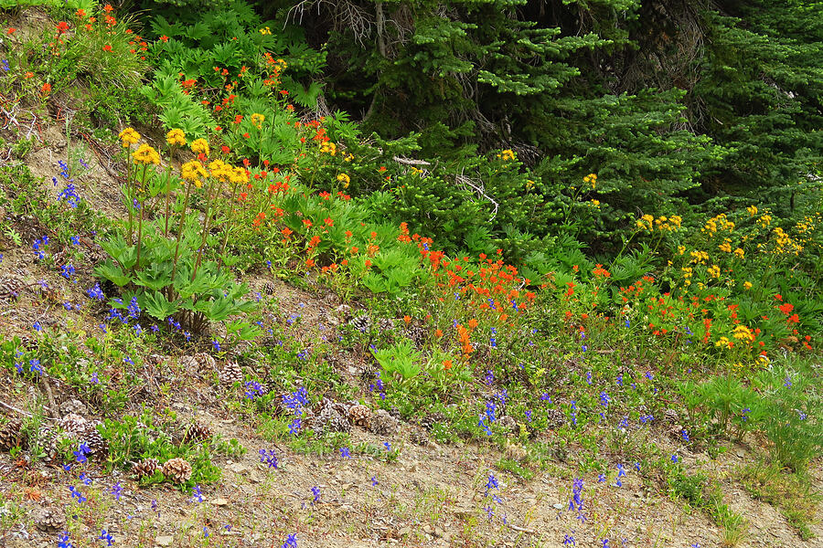 wildflowers [Russell Ridge Trail, Okanogan-Wenatchee National Forest, Yakima County, Washington]