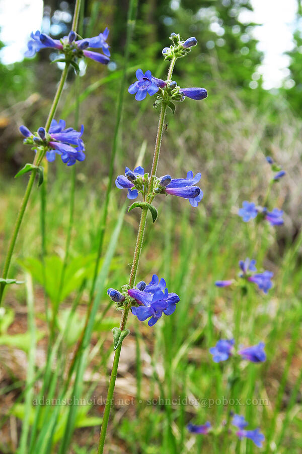 penstemon (Penstemon sp.) [Andy Creek Trailhead, Okanogan-Wenatchee National Forest, Yakima County, Washington]
