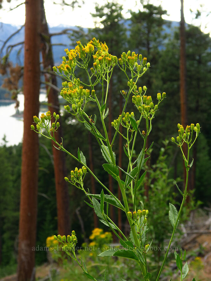 serrated ragwort (sawtooth groundsel) (Senecio serra var. serra) [Forest Road 1382, Okanogan-Wenatchee National Forest, Yakima County, Washington]