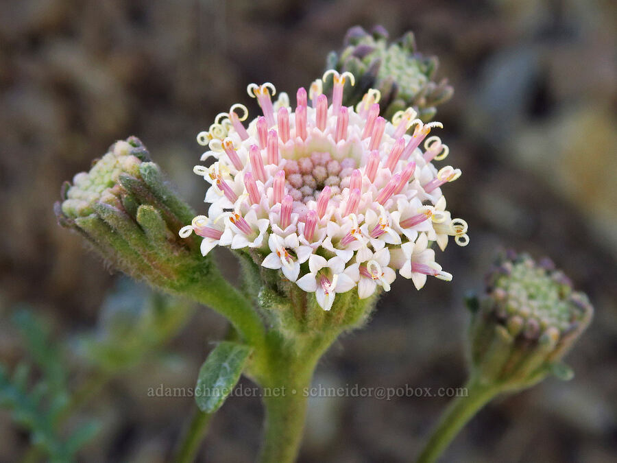Douglas' pincushion (Chaenactis douglasii) [Mills Canyon, Okanogan-Wenatchee National Forest, Chelan County, Washington]