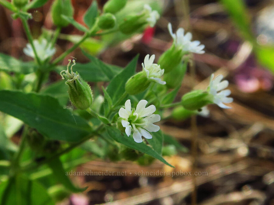 Menzies' catchfly (Silene menziesii) [Mad River Trail, Okanogan-Wenatchee National Forest, Chelan County, Washington]