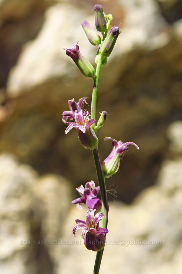 Nevada jewel-flower (Caulanthus major (Streptanthus major)) [Pike Creek Trail, Harney County, Oregon]