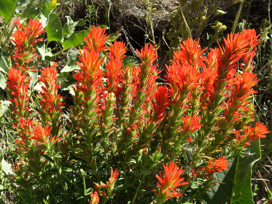 wavy-leaf paintbrush (Castilleja applegatei var. pinetorum) [Pike Creek Trail, Steens Mountain Wilderness, Harney County, Oregon]