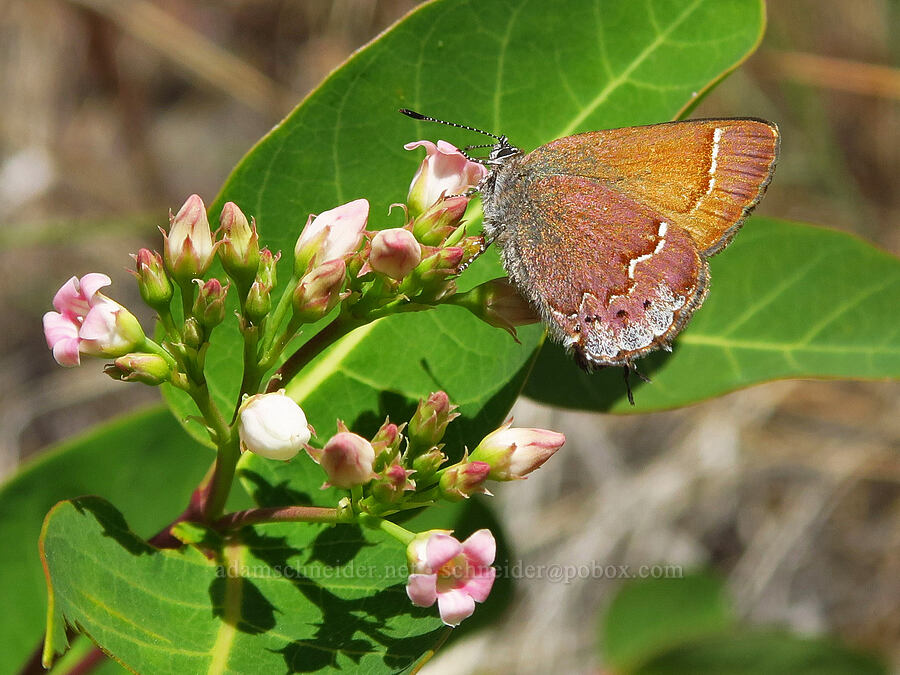 juniper hairstreak butterfly on dogbane (Callophrys gryneus, Apocynum sp.) [Pike Creek Trail, Steens Mountain Wilderness, Harney County, Oregon]