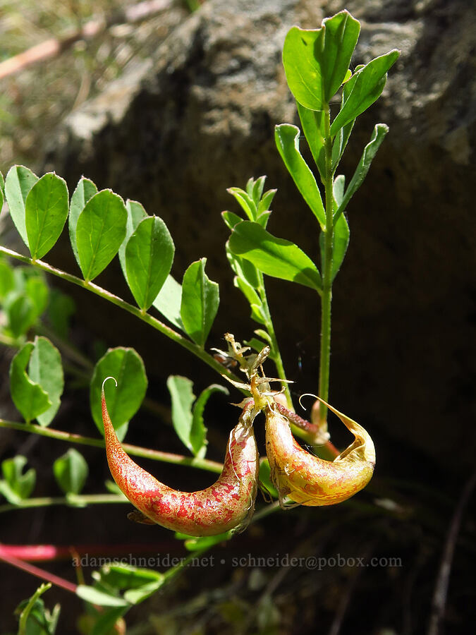 milk-vetch pods (Astragalus sp.) [Pike Creek Trail, Steens Mountain Wilderness, Harney County, Oregon]