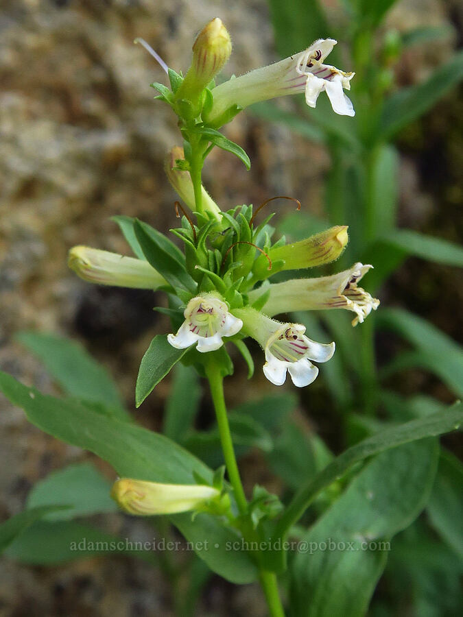 hot rock penstemon (Penstemon deustus var. pedicellatus) [Pike Creek Canyon, Steens Mountain Wilderness, Harney County, Oregon]