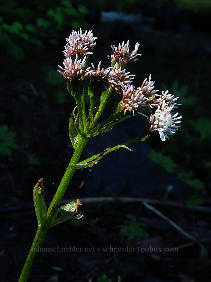 western colt's-foot (Petasites frigidus var. palmatus) [Lost Creek, Willamette National Forest, Linn County, Oregon]
