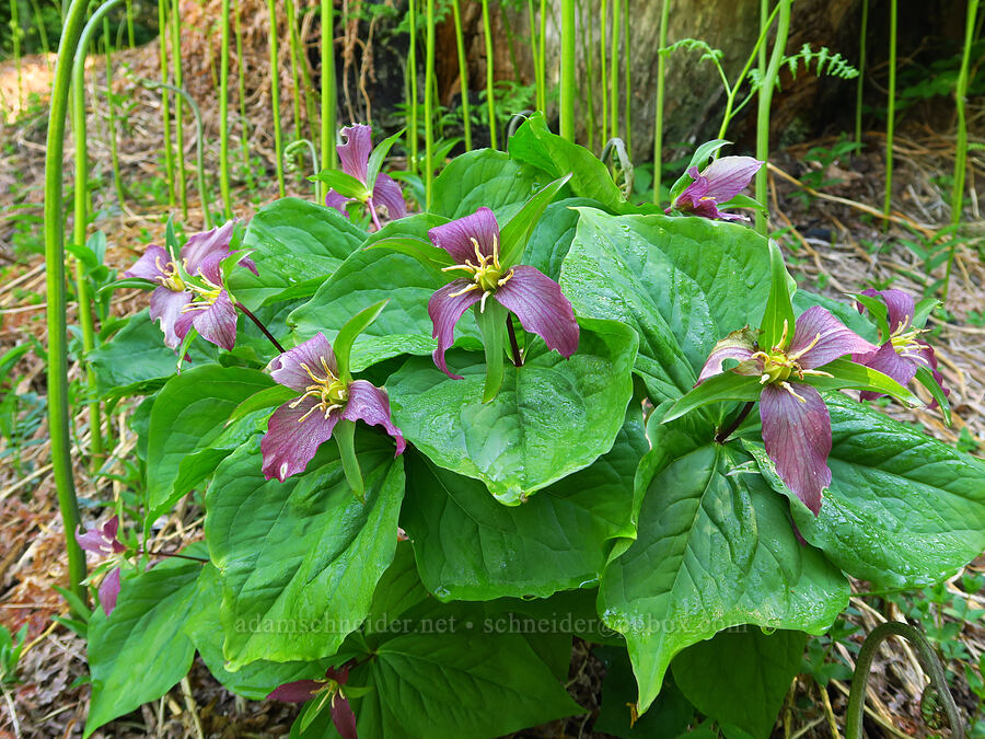 western trillium, fading (Trillium ovatum) [head of Quartzville Creek, Willamette National Forest, Linn County, Oregon]