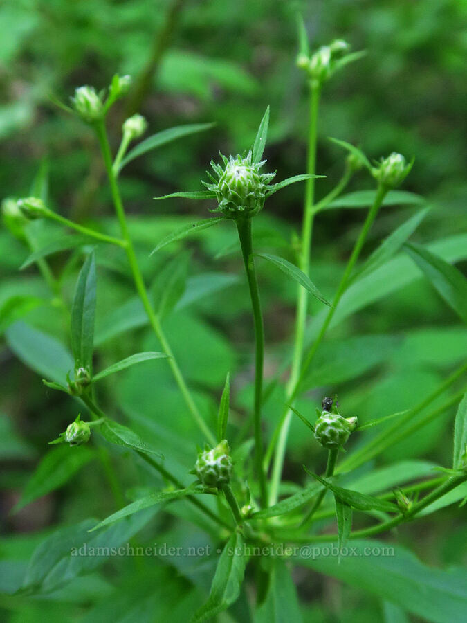 Engelmann's aster, budding (Doellingeria engelmannii (Eucephalus engelmannii) (Aster engelmannii)) [Castle Rock Trail, Okanogan-Wenatchee National Forest, Chelan County, Washington]