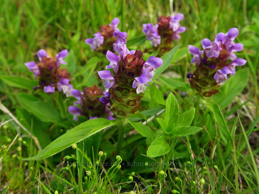 self-heal (Prunella vulgaris) [Thunder Lake, Okanogan-Wenatchee National Forest, Yakima County, Washington]