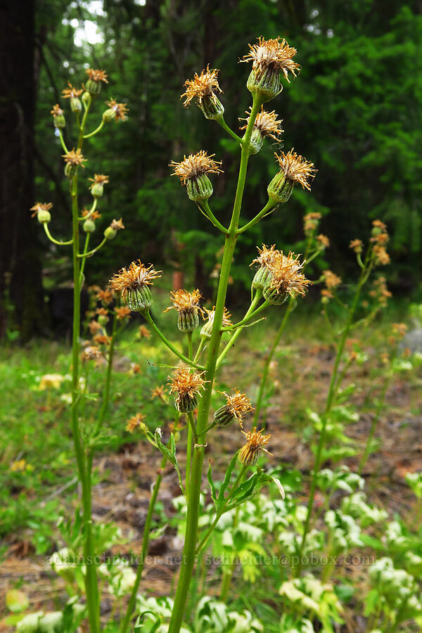 silver-crown luina, going to seed (Cacaliopsis nardosmia (Cacalia nardosmia)) [Thunder Lake, Okanogan-Wenatchee National Forest, Yakima County, Washington]