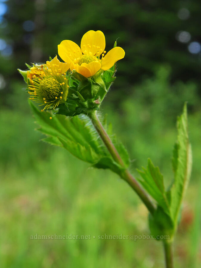 large-leaf avens (Geum macrophyllum) [Thunder Lake, Okanogan-Wenatchee National Forest, Yakima County, Washington]