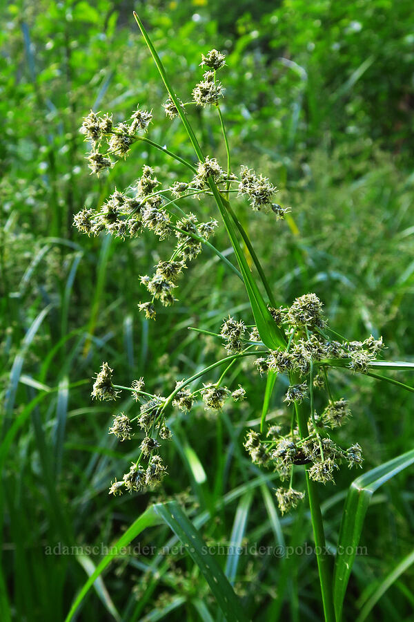 panicled bulrush (?) (Scirpus microcarpus) [Lightning Lake, Okanogan-Wenatchee National Forest, Yakima County, Washington]