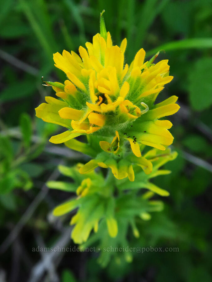 yellow harsh paintbrush (Castilleja hispida) [near Lightning Lake, Okanogan-Wenatchee National Forest, Yakima County, Washington]