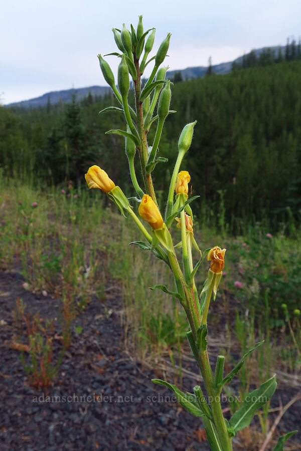 evening-primrose (Oenothera sp.) [Forest Road 39, Wallowa-Whitman National Forest, Wallowa County, Oregon]