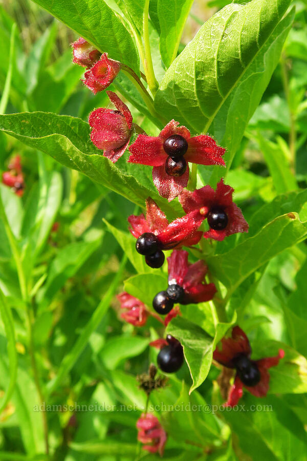 black twin-berries (Lonicera involucrata) [Forest Road 39, Wallowa-Whitman National Forest, Wallowa County, Oregon]