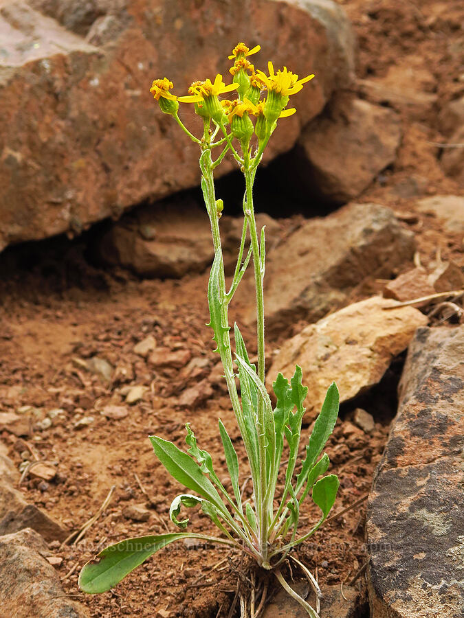 woolly groundsel (Packera cana (Senecio canus)) [Forest Road 39, Wallowa-Whitman National Forest, Wallowa County, Oregon]