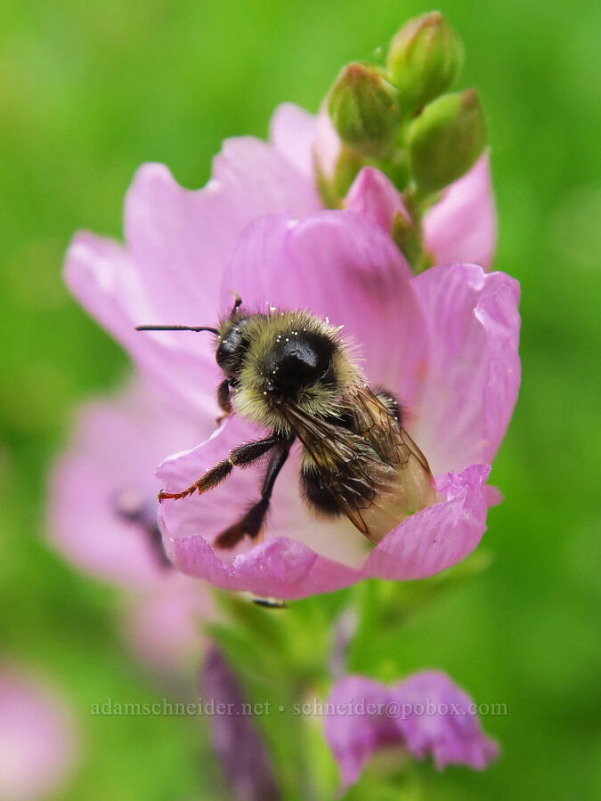 Vancouver bumblebee & Oregon checker-mallow (Bombus vancouverensis nearcticus, Sidalcea oregana) [Forest Road 39, Wallowa-Whitman National Forest, Wallowa County, Oregon]
