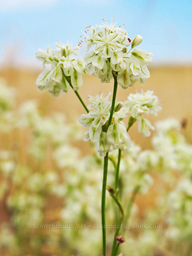 strict buckwheat (Eriogonum strictum var. strictum) [Zumwalt Prairie Preserve, Wallowa County, Oregon]