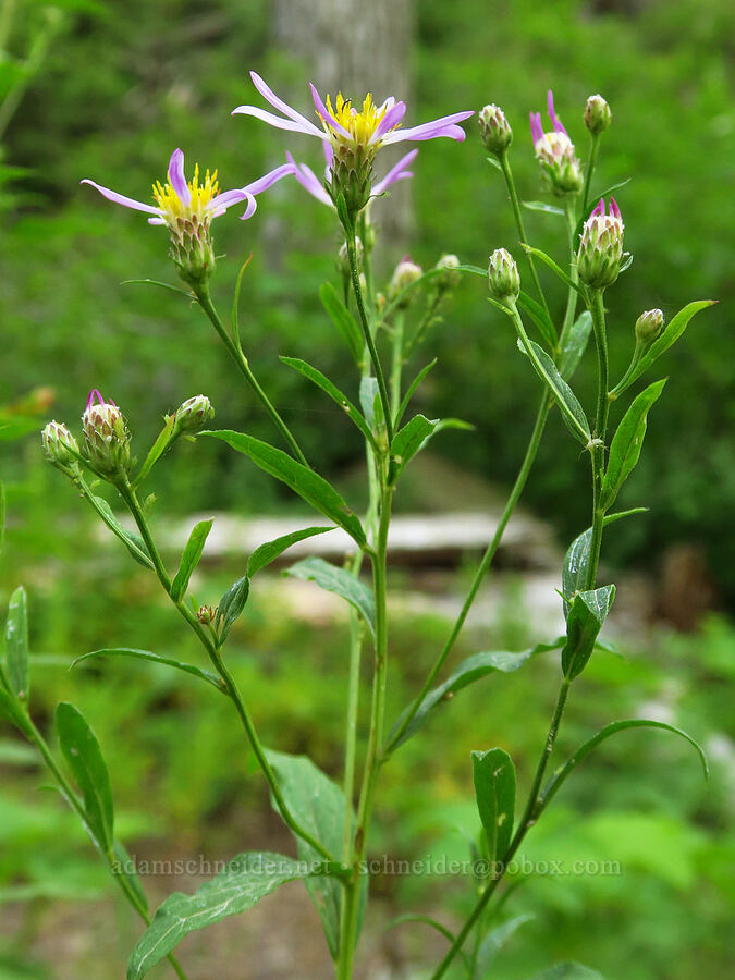 Engelmann's aster (?) (Doellingeria engelmannii (Eucephalus engelmannii) (Aster engelmannii)) [North Fork Teanaway River, Okanogan-Wenatchee National Forest, Kittitas County, Washington]