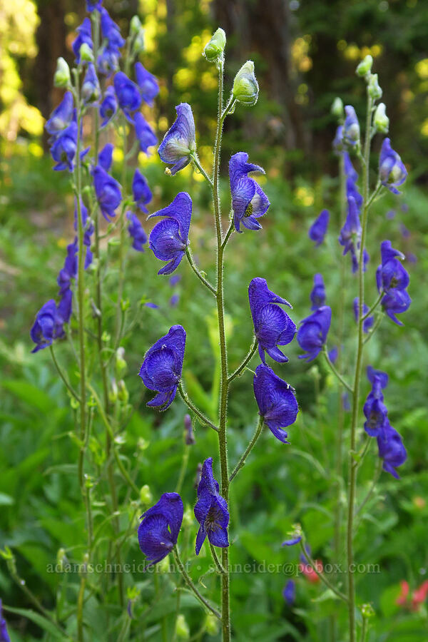 monkshood (Aconitum columbianum) [Esmeralda Basin Trail, Okanogan-Wenatchee National Forest, Kittitas County, Washington]