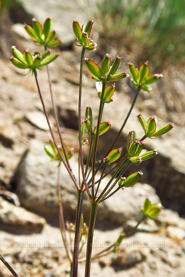 mystery parsley, going to seed (Lomatium sp.) [Small Fortune Peak, Okanogan-Wenatchee National Forest, Kittitas County, Washington]