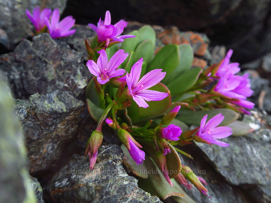Wenatchee spring-beauty (Claytonia megarhiza var. nivalis) [Small Fortune Peak, Okanogan-Wenatchee National Forest, Kittitas County, Washington]