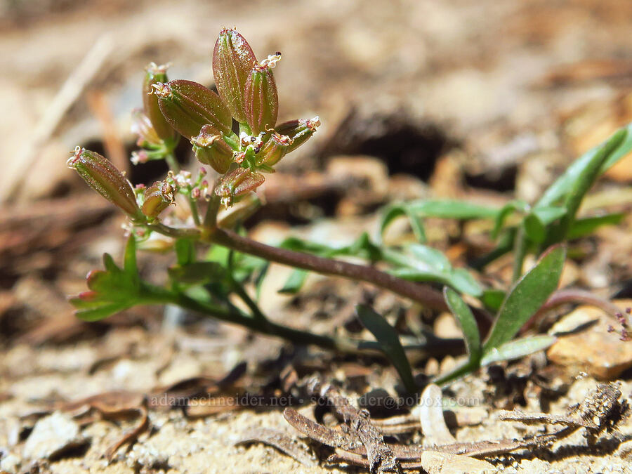 another mystery parsley, going to seed (Lomatium sp.) [Lake Ann Trail, Okanogan-Wenatchee National Forest, Kittitas County, Washington]