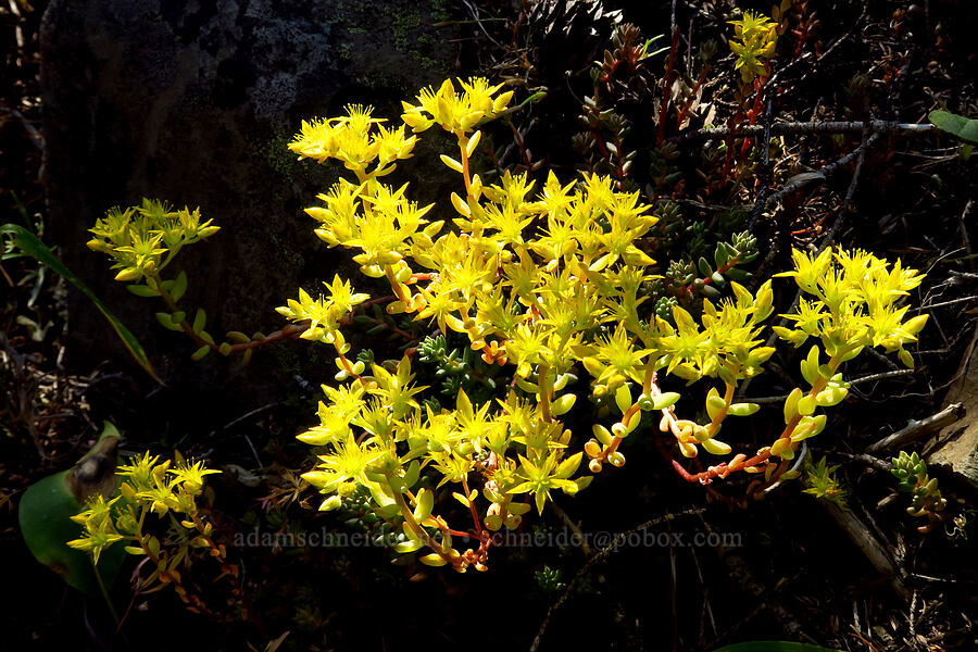 lance-leaf stonecrop (Sedum lanceolatum) [Esmeralda Basin Trail, Okanogan-Wenatchee National Forest, Kittitas County, Washington]