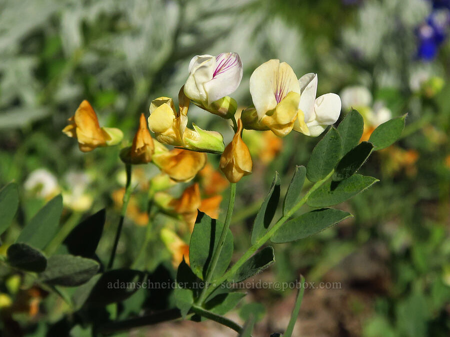 pine-woods pea-vine (Lathyrus lanszwertii var. aridus) [Horsepasture Mountain, Willamette National Forest, Lane County, Oregon]