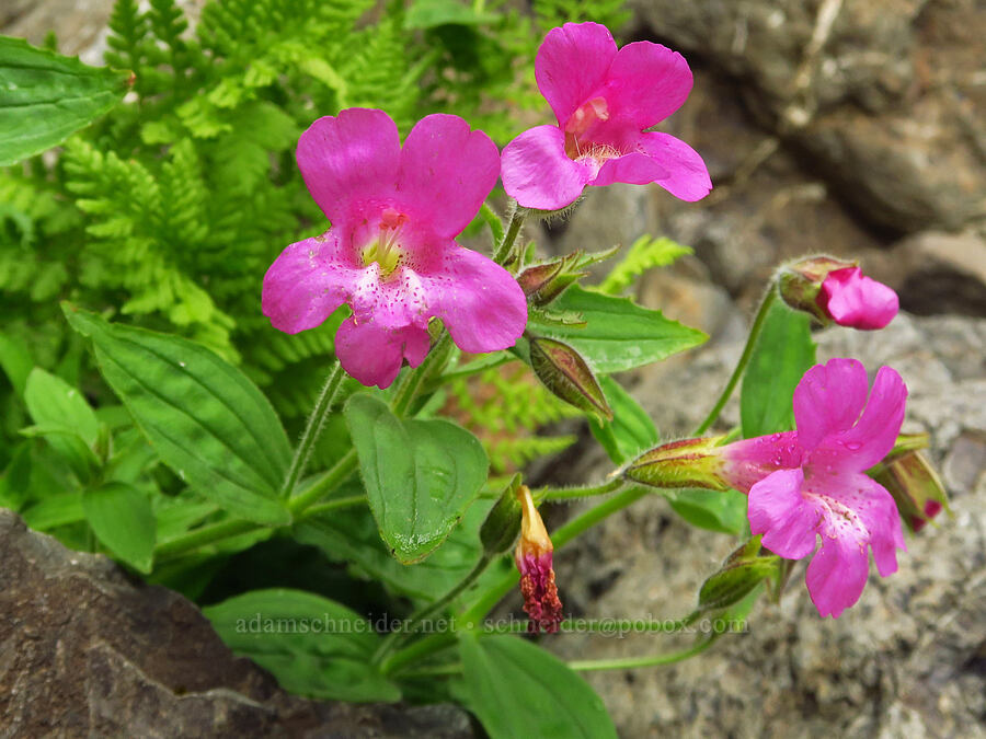 Lewis' monkeyflower (Erythranthe lewisii (Mimulus lewisii)) [Mt. Ellinor winter route, Olympic National Forest, Mason County, Washington]