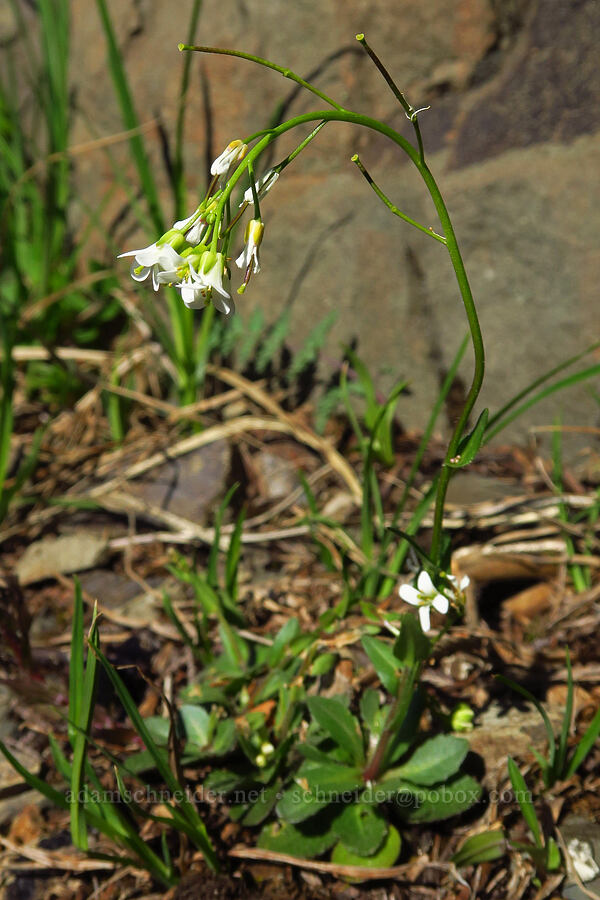 Olympic rock-cress (Arabis olympica) [Mt. Ellinor winter route, Olympic National Forest, Mason County, Washington]