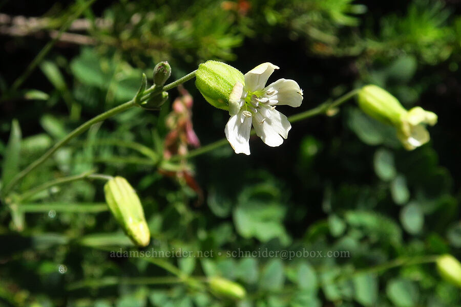 Douglas' catchfly (Silene douglasii) [Mt. Ellinor Trail, Olympic National Forest, Mason County, Washington]