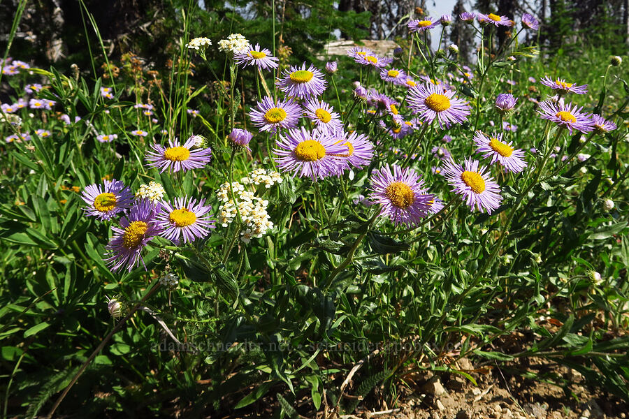 showy fleabane & yarrow (Erigeron speciosus, Achillea millefolium) [Forest Road 3920-012, Wallowa-Whitman National Forest, Wallowa County, Oregon]