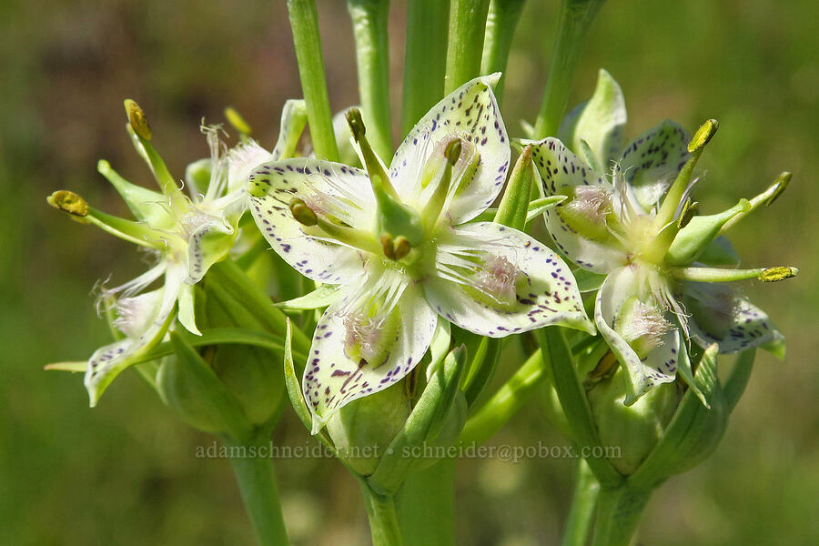 monument plant (Frasera speciosa) [Forest Road 3920-012, Wallowa-Whitman National Forest, Wallowa County, Oregon]