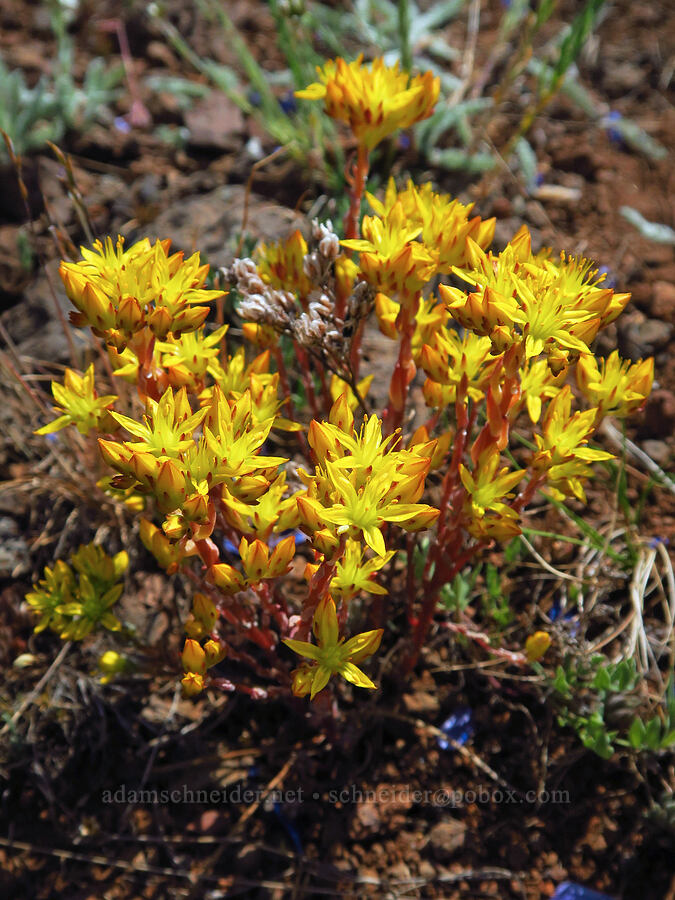 lance-leaf stonecrop (Sedum lanceolatum) [Mount Howard, Wallowa-Whitman National Forest, Wallowa County, Oregon]