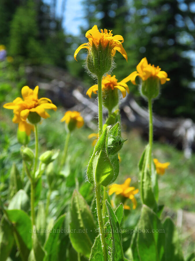 arnica (which?) (Arnica sp.) [East Peak Trail, Wallowa-Whitman National Forest, Wallowa County, Oregon]