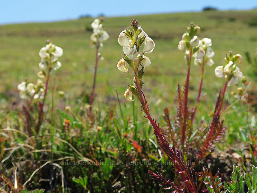 coiled-beak lousewort (Pedicularis contorta) [East Peak Trail, Wallowa-Whitman National Forest, Wallowa County, Oregon]