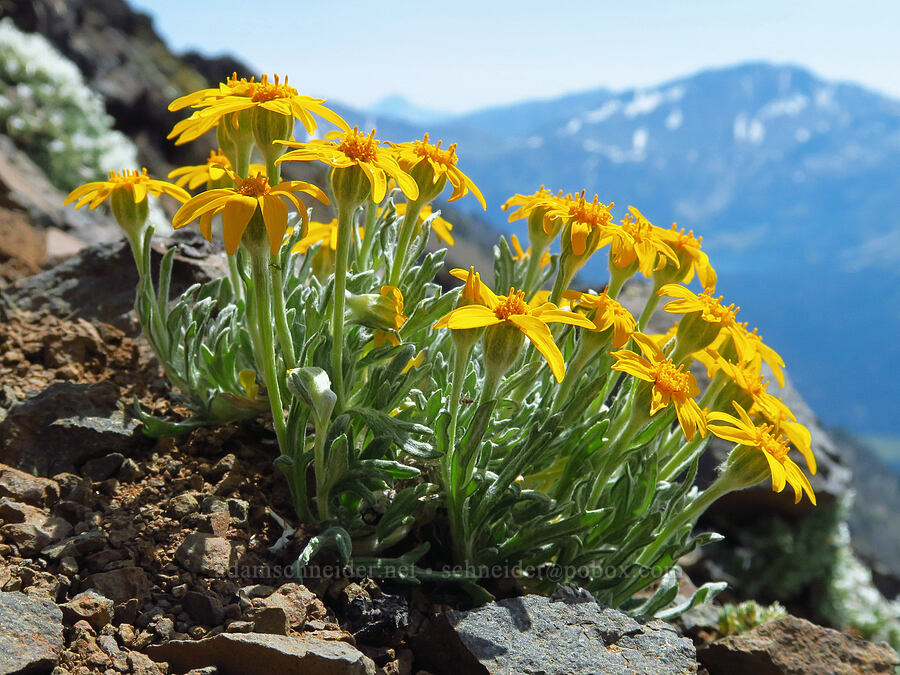 Oregon sunshine (Eriophyllum lanatum) [East Peak, Eagle Cap Wilderness, Wallowa County, Oregon]