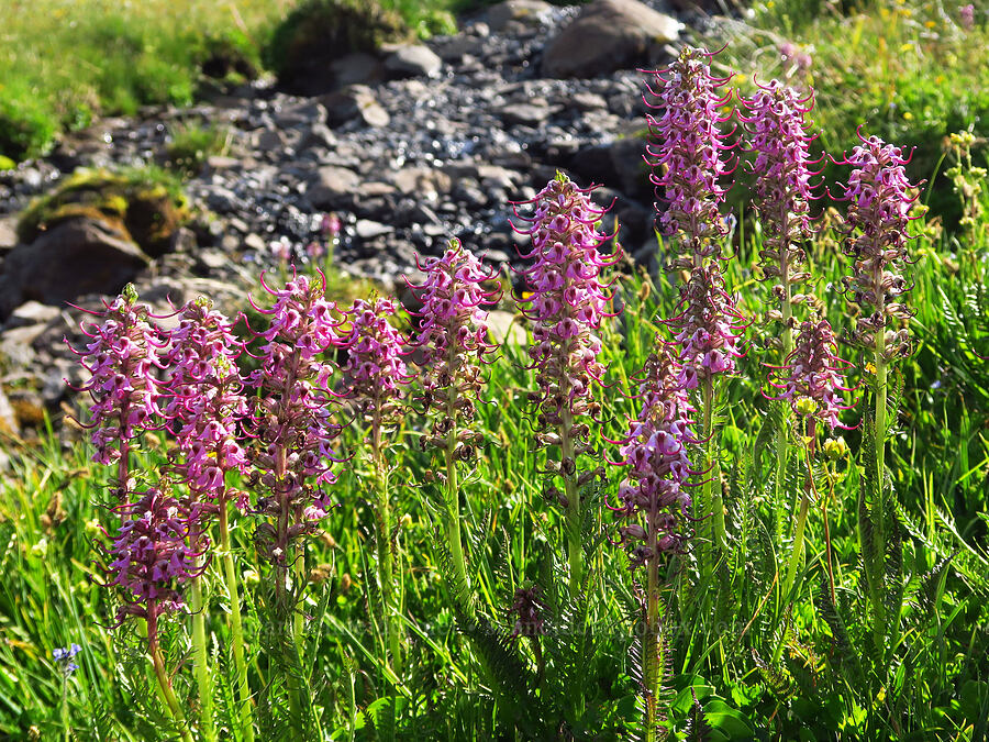 elephant's-head lousewort (Pedicularis groenlandica) [below East Peak, Eagle Cap Wilderness, Wallowa County, Oregon]