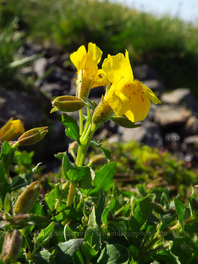Tiling's monkeyflower (Erythranthe tilingii (Mimulus tilingii)) [below East Peak, Eagle Cap Wilderness, Wallowa County, Oregon]