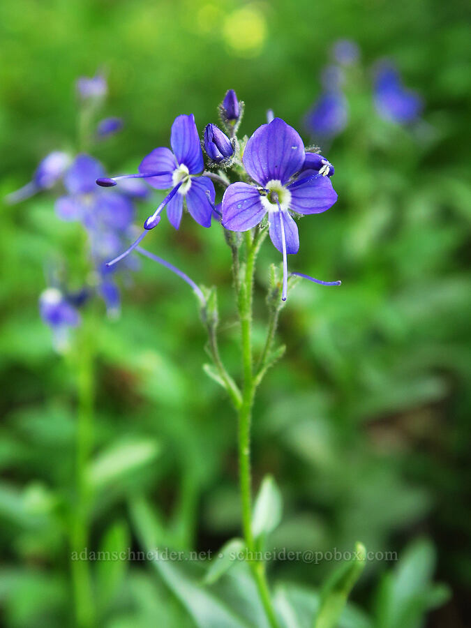 Cusick's speedwell (Veronica cusickii) [Mount Howard, Wallowa-Whitman National Forest, Wallowa County, Oregon]