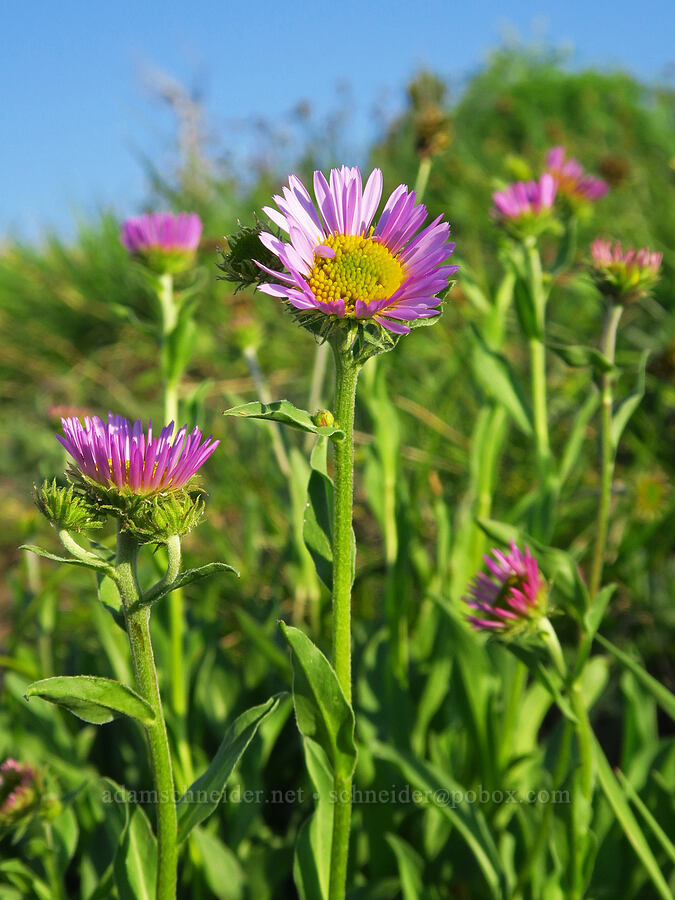 subalpine fleabane (Erigeron glacialis var. glacialis) [Mount Howard, Wallowa-Whitman National Forest, Wallowa County, Oregon]