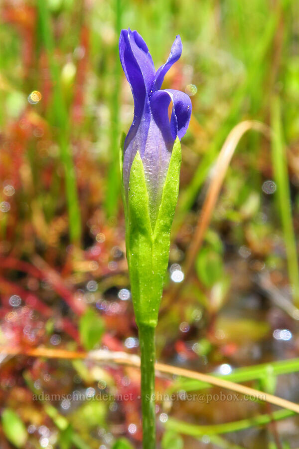 one-flower fringed gentian (Gentianopsis simplex (Gentiana simplex)) [Camas Prairie, Mt. Hood National Forest, Wasco County, Oregon]