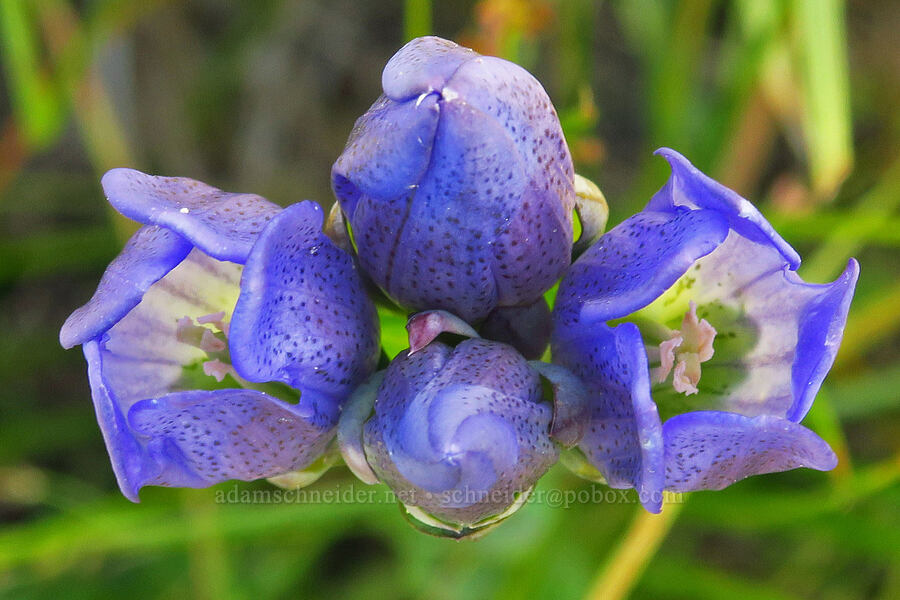 king's scepter gentian (Gentiana sceptrum) [Big Meadows, Mt. Hood National Forest, Clackamas County, Oregon]