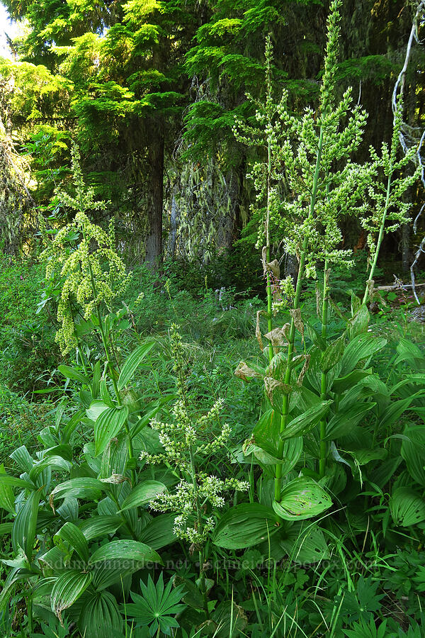 green corn lily & California corn lily (Veratrum viride var. eschscholtzianum (Veratrum eschscholtzii), Veratrum californicum var. caudatum) [Clackamas Lake, Mt. Hood National Forest, Clackamas County, Oregon]