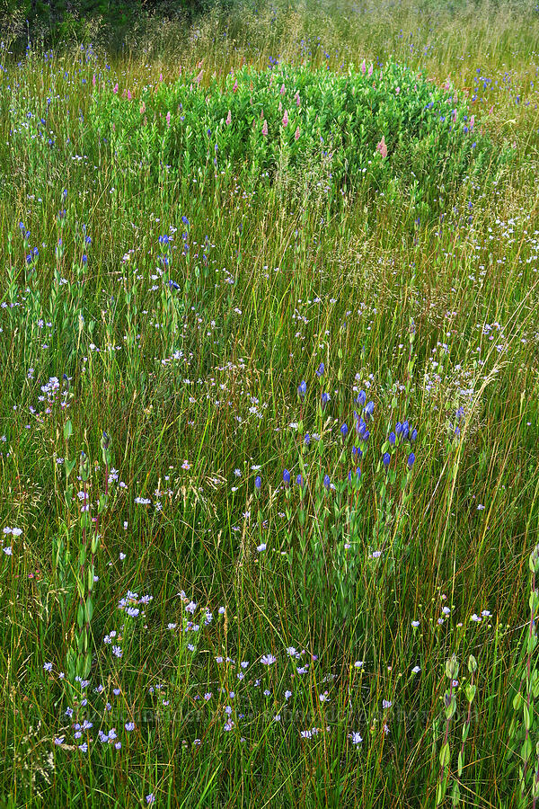 wetland wildflowers [Little Crater Meadow, Mt. Hood National Forest, Clackamas County, Oregon]